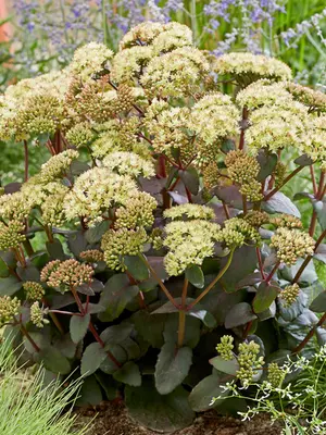 Link to Sedum