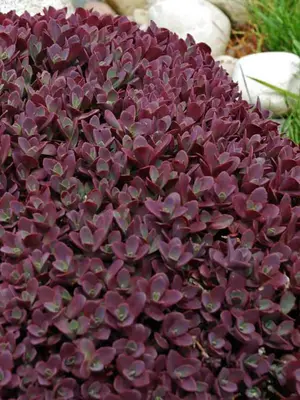 Link to Sedum