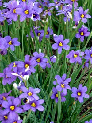 Link to Sisyrinchium