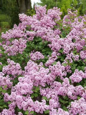 Link to Syringa