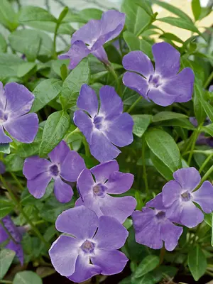 Link to Vinca