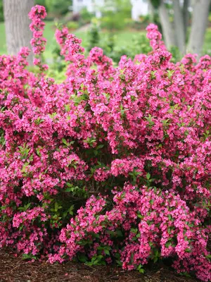 Link to Weigela
