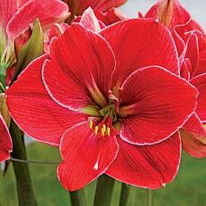 Amaryllis
