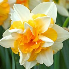 Daffodil