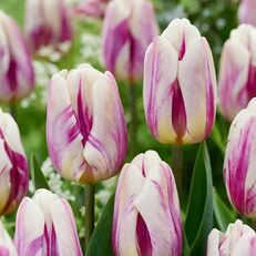 Tulip