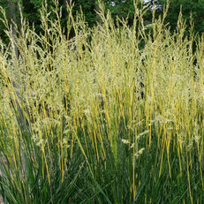 New Grasses 