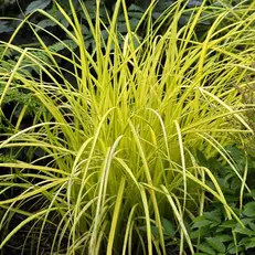 Grasses for Shade