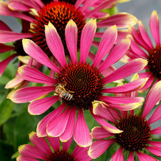 New Perennials