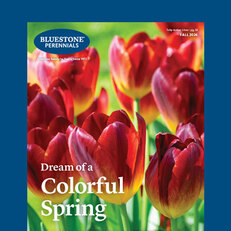Request a Catalog