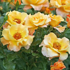 New Shrubs