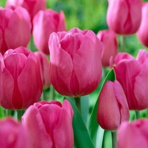 Bulbs Value Packs