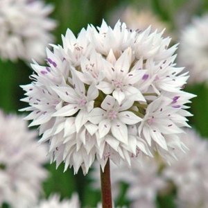  Allium