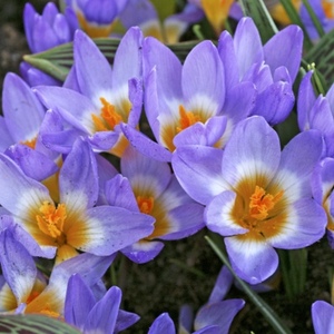  Crocus