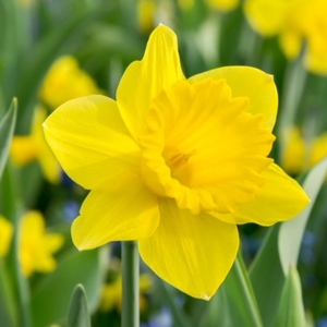  Daffodil