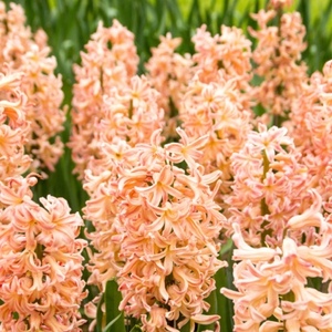  Hyacinth