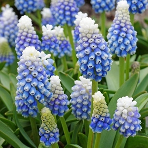  Muscari