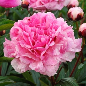  Peony