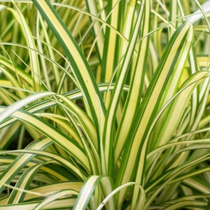 Grasses: New