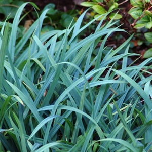 Grasses: Shade Tolerant