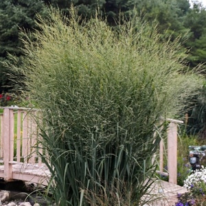 Grasses: Tall Grasses