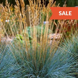 Grasses: Sale