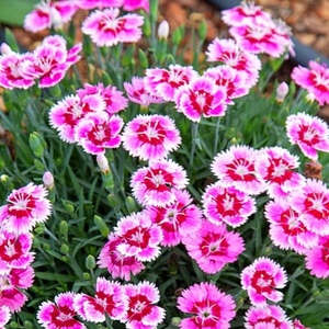 Groundcovers New