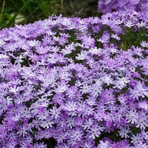 Groundcovers Foot Traffic Tolerant