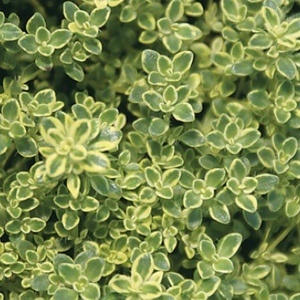 Groundcovers Dry Shade Tolerant