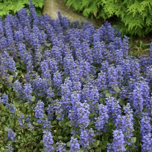 Groundcovers Evergreen