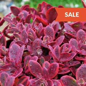 Groundcovers Sale