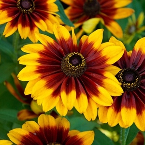Perennials New