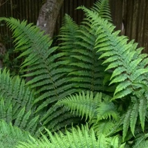 Perennials Shade Tolerant