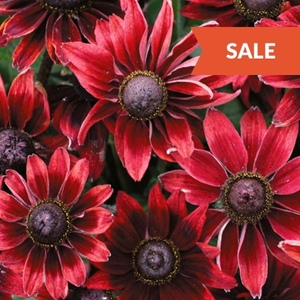 Perennials Sale