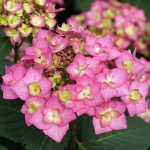 Shrubs: New
