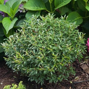 Shrubs: Evergreen