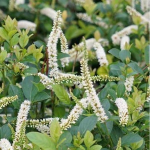 Shrubs: Wet Site Tolerant