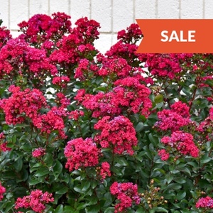 Shrubs: Sale