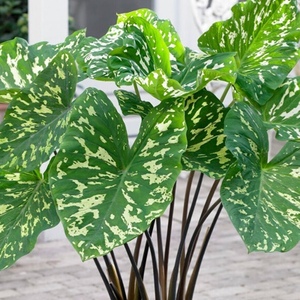  Alocasia