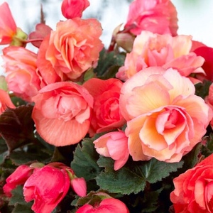  Begonia