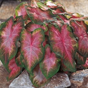  Caladium