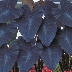  Colocasia