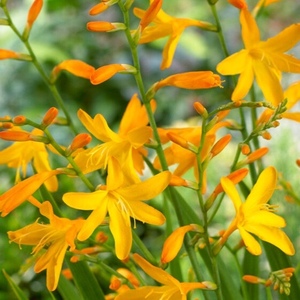  Crocosmia