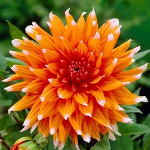  Dahlia