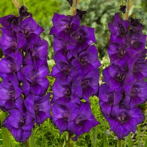  Gladiolus