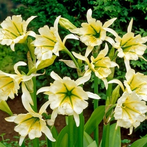  Ismene