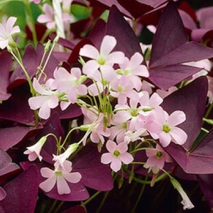  Oxalis