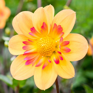 Bulbs OK in Containers