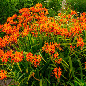Bulbs Spring Planted Annual Bulbs