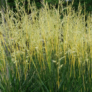 Grasses: New