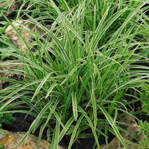 Grasses: Short Grasses
